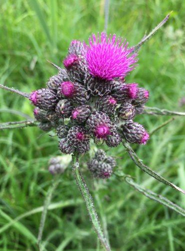 PCHÁČ BAHENNÍ (Cirsium palustre) FOTO: Marta Knauerová