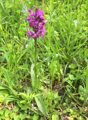 PRSTNATEC MÁJOVÝ (Dactylorhiza majalis) – ohrožený druh §3, C3 FOTO: Marta Knauerová