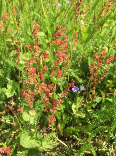 ŠŤOVÍK MENŠÍ (Rumex acetosella) FOTO: Marta Knauerová