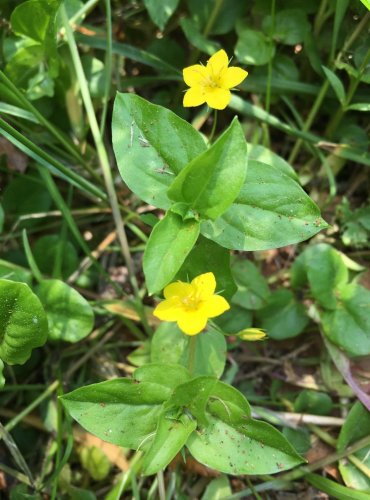 VRBINA HAJNÍ (Lysimachia nemorum)  FOTO: Marta Knauerová