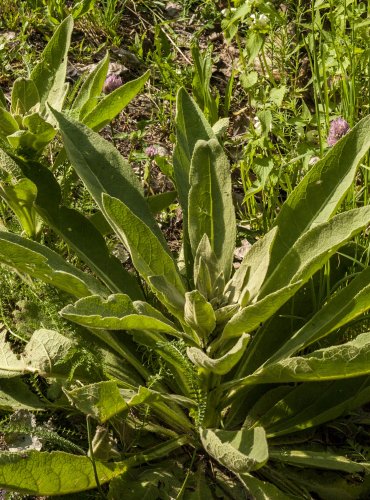 DIVIZNA MALOKVĚTÁ (Verbascum thapsus) FOTO: Marta Knauerová