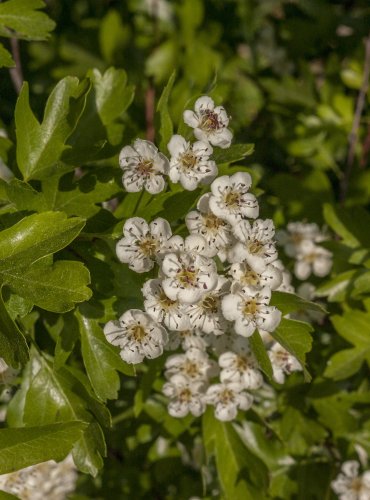 HLOH JEDNOSEMENNÝ (Crataegus monogyna)  FOTO: Vladimír Štěpánský