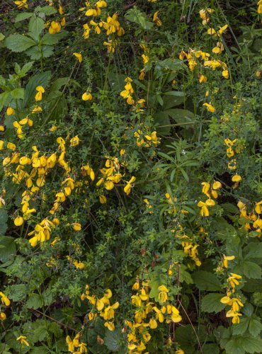 JANOVEC METLATÝ (Cytisus scoparius)  FOTO: Vladimír Štěpánský