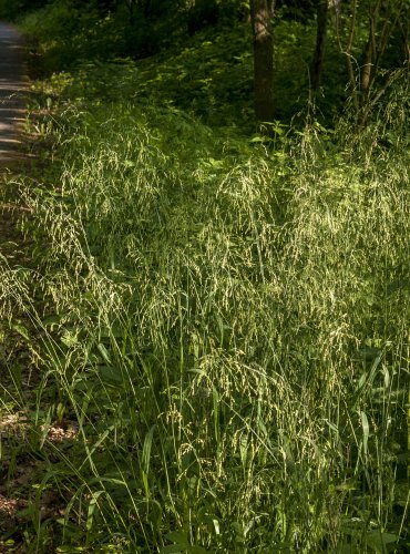 KOSTŘAVA LESNÍ (Festuca altissima)  FOTO: Vladimír Štěpánský