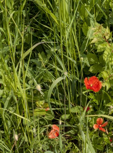 MÁK POCHYBNÝ (Papaver dubium) FOTO: Vladimír Štěpánský