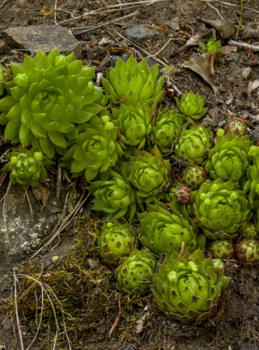 NETŘESK VÝBĚŽKATÝ (Jovibarba globifera) ohrožený druh (C3)  FOTO: Vladimír Štěpánský