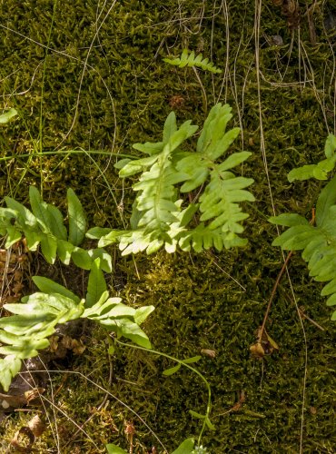 OSLADIČ OBECNÝ (Polypodium vulgare)  FOTO: Vladimír Štěpánský