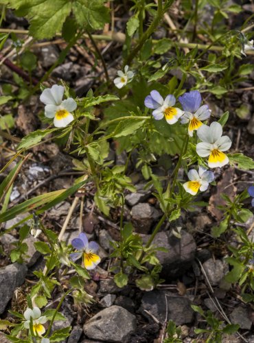 VIOLKA ROLNÍ (Viola arvensis)  FOTO: Vladimír Štěpánský