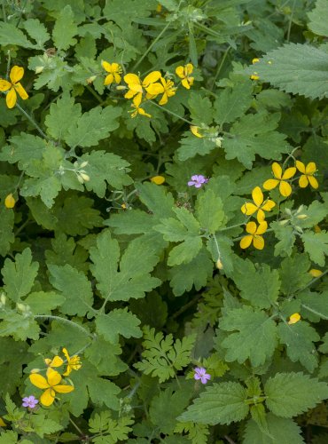 VLAŠTOVIČNÍK VĚTŠÍ (Chelidonium majus)  FOTO: Vladimír Štěpánský