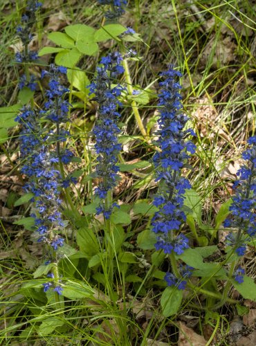 ZBĚHOVEC PLAZIVÝ (Ajuga reptans)  FOTO: Vladimír Štěpánský