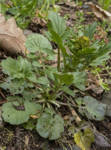 BARBORKA OBECNÁ (Barbarea vulgaris) FOTO: Vladimír Štěpánský