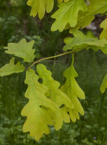 DUB LETNÍ (Quercus robur)  FOTO: Vladimír Štěpánský