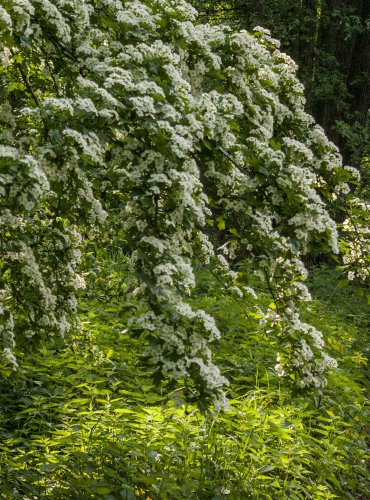 HLOH JEDNOSEMENNÝ (Crataegus monogyna)  FOTO: Vladimír Štěpánský