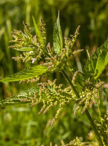 KOPŘIVA DVOUDOMÁ (Urtica dioica) – KVĚT  FOTO: Vladimír Štěpánský