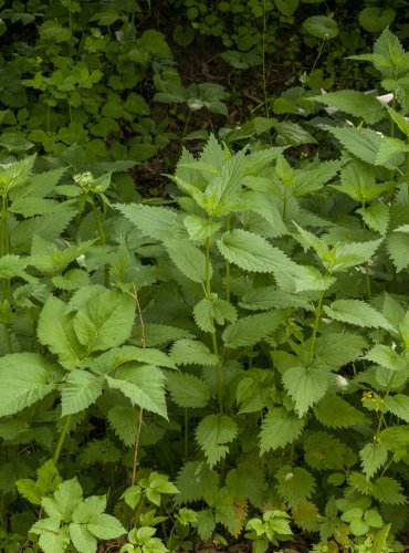 KOPŘIVA DVOUDOMÁ (Urtica dioica) – POROST  FOTO: Vladimír Štěpánský