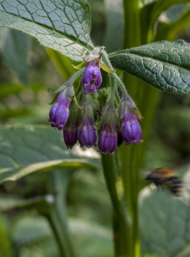 KOSTIVAL LÉKAŘSKÝ (Symphytum officinale)  FOTO: Vladimír Štěpánský