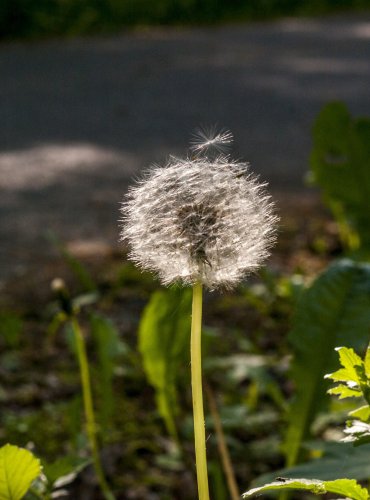 PAMPELIŠKA LÉKAŘSKÁ (Taraxacum officinale) - PO ODKVĚTU  FOTO: Vladimír Štěpánský