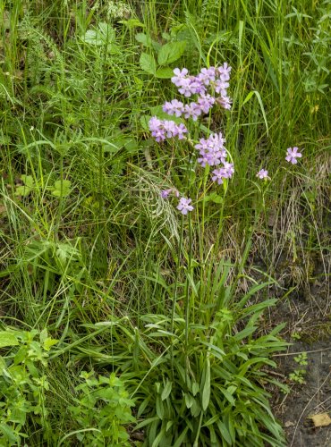 SMOLNIČKA OBECNÁ (Viscaria vulgaris)  FOTO: Vladimír Štěpánský