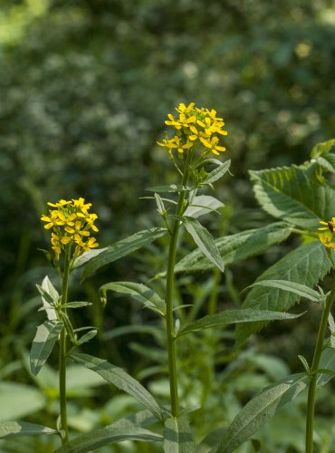 TRÝZEL MALOKVĚTÝ (Erysimum cheiranthoides)  FOTO: Vladimír Štěpánský