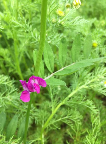 VIKEV SETÁ (Vicia sativa) FOTO: Marta Knauerová