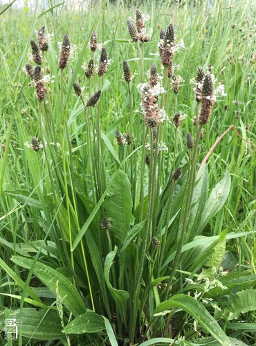 JITROCEL KOPINATÝ (Plantago lanceolata) FOTO: Marta Knauerová