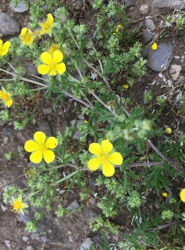 MOCHNA STŘÍBRNÁ (Potentilla argentea) FOTO - Marta Knauerová