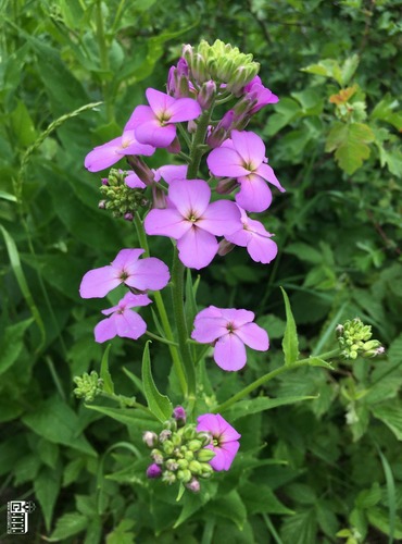 VEČERNICE VONNÁ (Hesperis matronalis) FOTO: Marta Knauerová