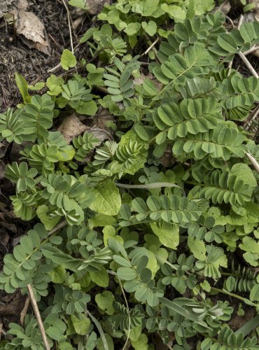 KOZINEC SLADKOLISTÝ (Astragalus glycyphylos) FOTO: Vladimír Štěpánský