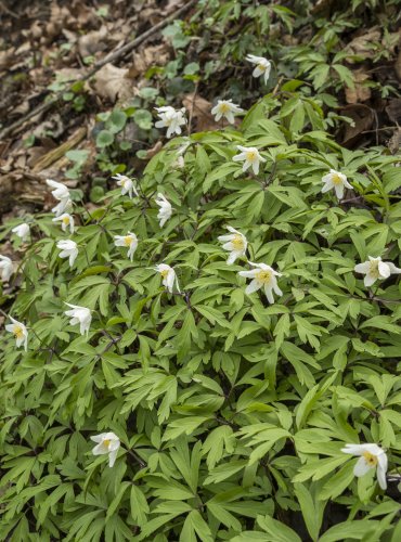 SASANKA HAJNÍ (Anemone nemorosa) FOTO: Vladimír Štěpánský