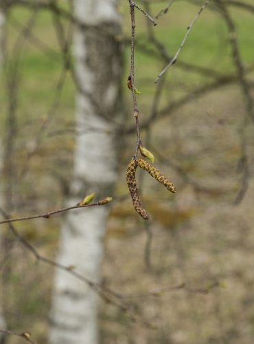 BŘÍZA BĚLOKORÁ (Betula pendula) FOTO: Vladimír Štěpánský