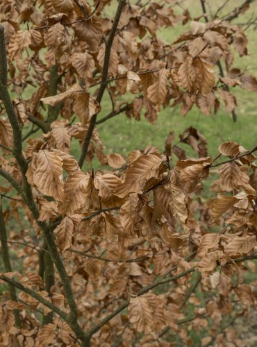 BUK LESNÍ (Fagus sylvatica) FOTO: Vladimír Štěpánský