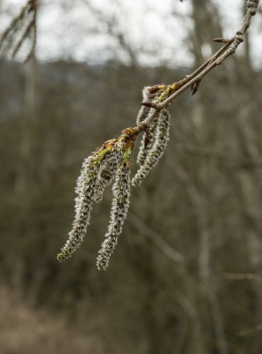 TOPOL OSIKA (Populus tremula) FOTO: Vladimír Štěpánský