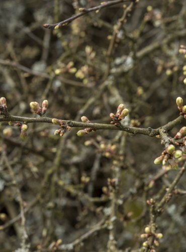 TRNKA OBECNÁ (Prunus spinoza) FOTO: Vladimír Štěpánský