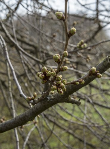 TŘEŠEŇ (Prunus spp.) FOTO: Vladimír Štěpánský