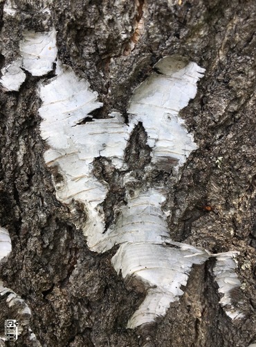 KŮRA BŘÍZY BĚLOKORÉ (Betula pendula) KŮRA - FOTO: Marta Knauerová