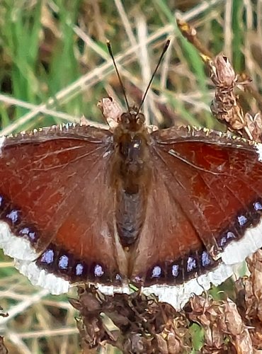 BABOČKA OSIKOVÁ (Nymphalis antiopa) tzv. „Černopláštník“ FOTO: Marta Knauerová