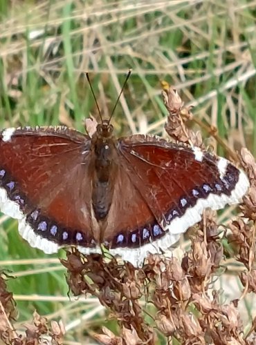 BABOČKA OSIKOVÁ (Nymphalis antiopa) tzv. „Černopláštník“ FOTO: Marta Knauerová