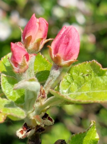 JABLOŇ (Malus spp.) bez bližšího určení – FOTO: Marta Knauerová