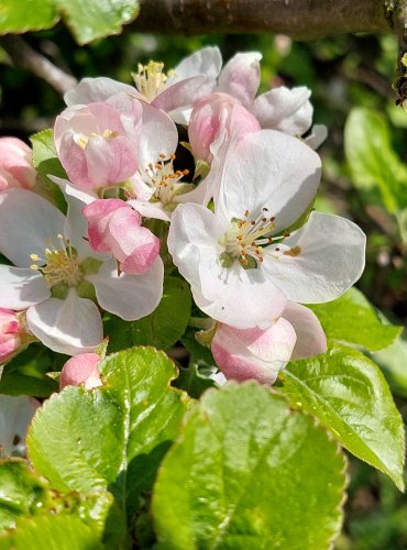 JABLOŇ (Malus spp.) bez bližšího určení – FOTO: Marta Knauerová