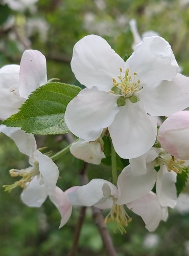 JABLOŇ (Malus spp.) bez bližšího určení – FOTO: Marta Knauerová