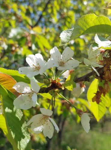 TŘEŠEŇ (Prunus spp.) FOTO: Marta Knauerová