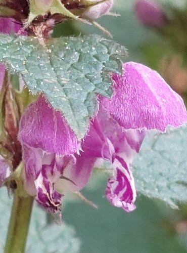 HLUCHAVKA NACHOVÁ (Lamium purpureum) FOTO: Marta Knauerová