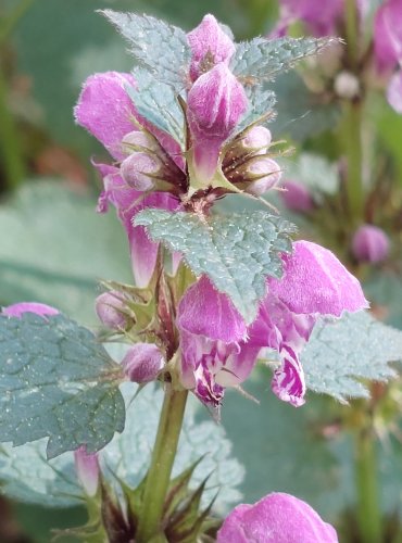 HLUCHAVKA NACHOVÁ (Lamium purpureum) FOTO: Marta Knauerová