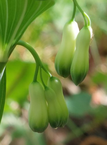 KOKOŘÍK MNOHOKVĚTÝ (Polygonatum multiflorum) FOTO: Marta Knauerová