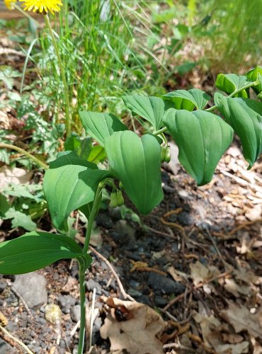 KOKOŘÍK MNOHOKVĚTÝ (Polygonatum multiflorum) FOTO: Marta Knauerová