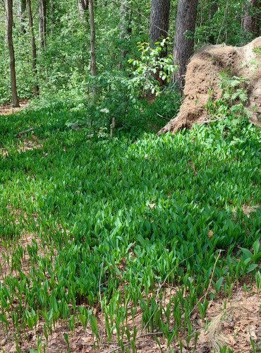 KONVALINKA VONNÁ (Convallaria majalis) – SOUVISLÝ POROST – FOTO: Marta Knauerová