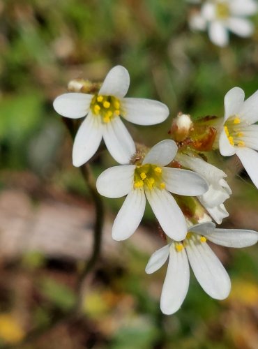 LOMIKÁMEN ZRNATÝ (Saxifraga granulata) FOTO: Marta Knauerová