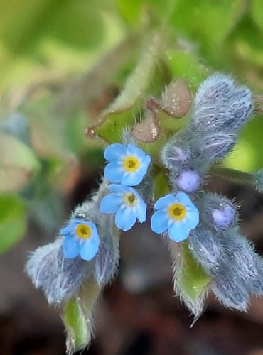 POMNĚNKA CHLUMNÍ (Myosotis ramosissima) FOTO: Marta Knauerová