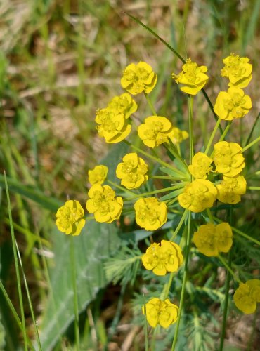 PRYŠEC CHVOJKA (Euphorbia cyparissias) FOTO: Marta Knauerová