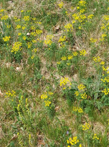 PRYŠEC CHVOJKA (Euphorbia cyparissias) FOTO: Marta Knauerová